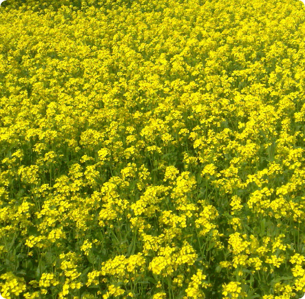 BIKE_project_Brassica carinata for HVO